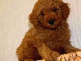 Safkan Toy Poodle Yavrularımız
