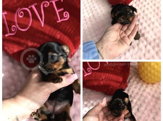 Teacup Mini Yorkshire Bebekler Anne Altında görsel