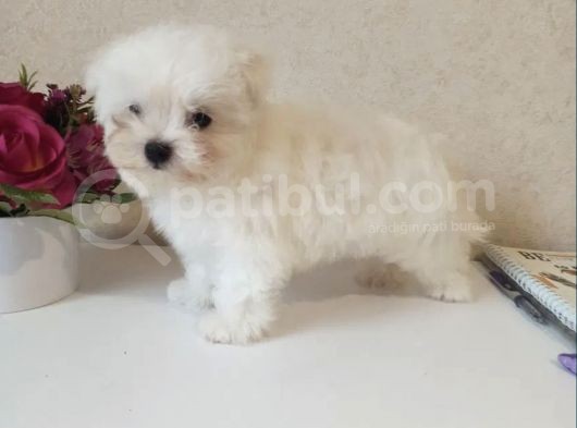 Sıfır Numara Ufacık Kar Beyaz Maltese görsel