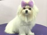6 aylık dişi 1600 gram mini maltese terrier
