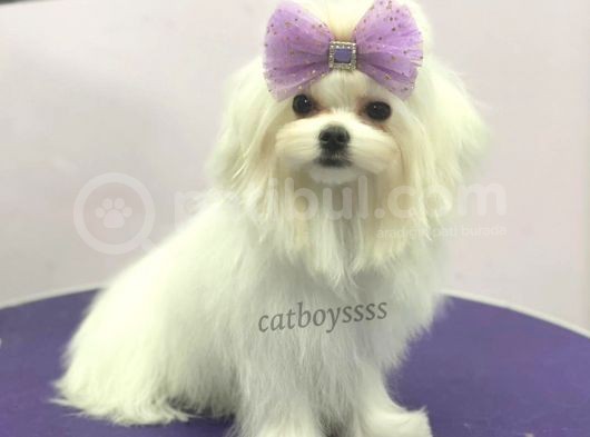 6 Aylık Dişi 1600 Gram Mini Maltese Terrier