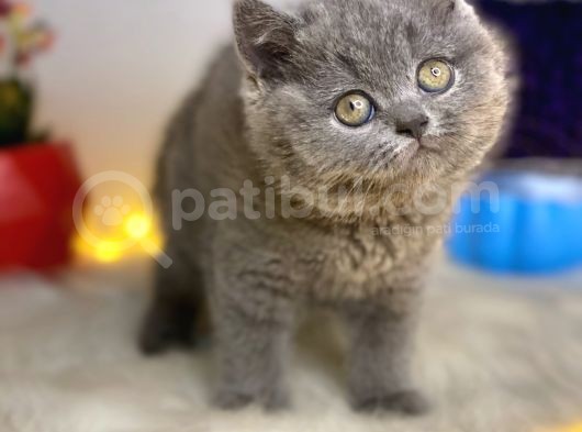 Pofuduk A Class Bri̇ti̇sh Shorthai̇r Blue görsel
