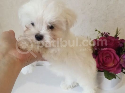 Sıfır Numara Ufacık Kar Beyaz Maltese görsel