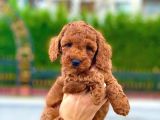 Red Toy Poodle Bebekleri̇mi̇z