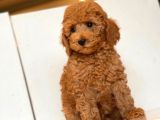 Küt Burun Toy Poodle Yavrulari