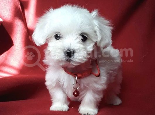 Mini Boy Maltese Sevimli Yavrular görsel