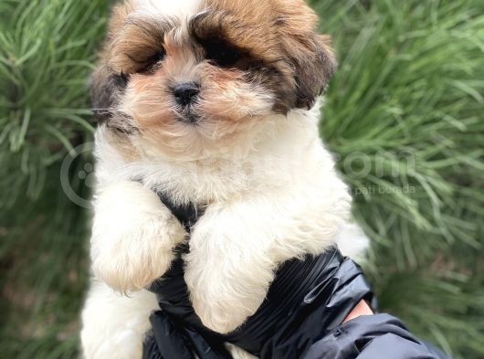 En İyi Görsel Shihtzu Dişi Yavru görsel