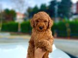 Red Toy Poodle Bebekleri̇mi̇z