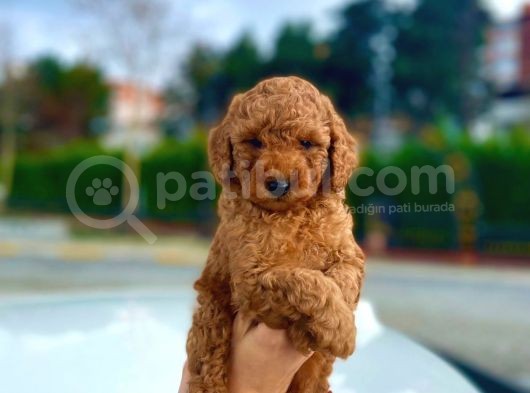 Red Toy Poodle Bebekleri̇mi̇z görsel