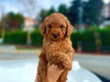 Red Toy Poodle Bebekleri̇mi̇z