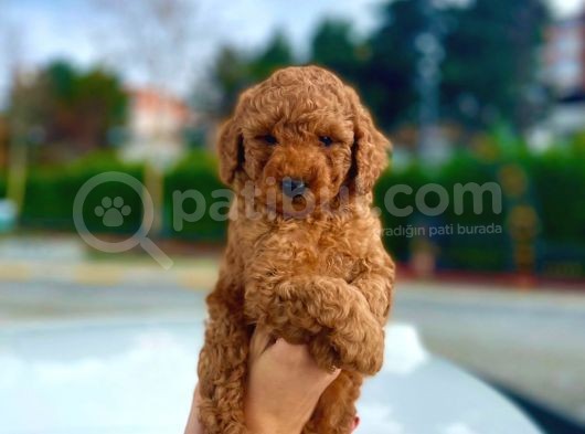 Red Toy Poodle Bebekleri̇mi̇z görsel