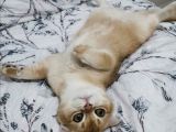 Scottish Fold Black Golden Shell Ny12