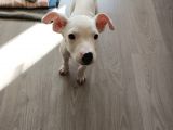 2 Aylık Dişi Dogo Argentino
