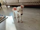 2 Aylık Dişi Dogo Argentino