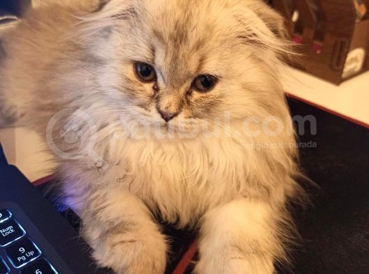 Scottish Fold Longhair görsel