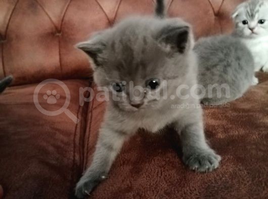 Sağlıklı Bebeklerimize Yuva Arıyoruz görsel