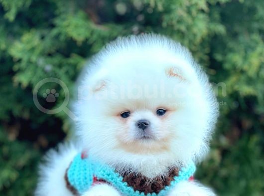 Ayı Surat Sevimli Mini Boy Pomeranian Yavrular