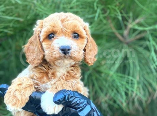 Gerçek En İyi̇ Görsele Sahi̇p Cavapoo Yavrumuz (Dişi) görsel