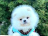 Ayı Surat Sevimli Mini Boy Pomeranian Yavrular