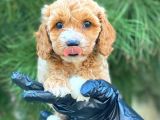 Gerçek En İyi̇ Görsele Sahi̇p Cavapoo Yavrumuz (Dişi)