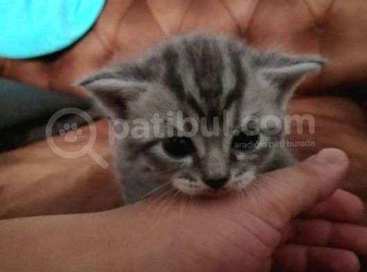 Sağlıklı Bebeklerimize Yuva Arıyoruz görsel