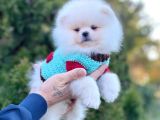 Ayı Surat Sevimli Mini Boy Pomeranian Yavrular