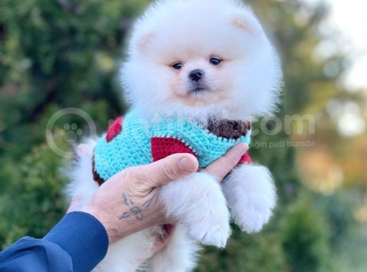 Ayı Surat Sevimli Mini Boy Pomeranian Yavrular görsel