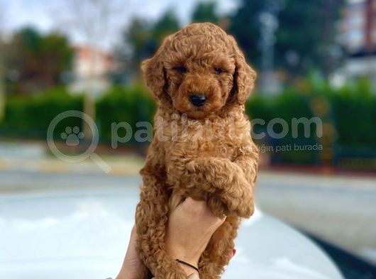 Bebek Surat Toy Poodle Yavrular görsel