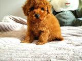 Mini Safkan Red Brownn Toy Poodle Yavrularimiz