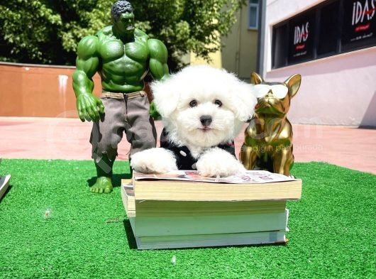 Ufak Boy Maltese Terri̇er görsel