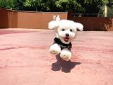 Ufak Boy Maltese Terri̇er