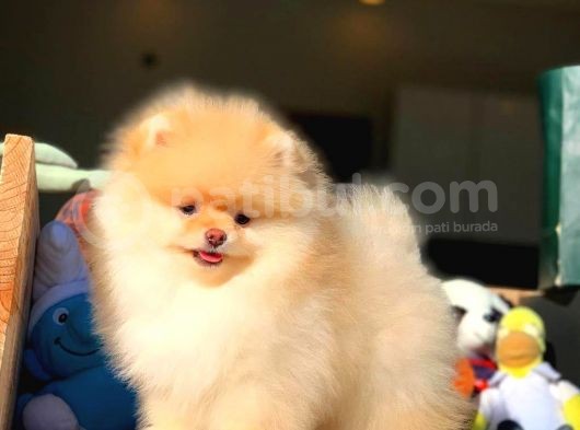 Aa Kalite Safkan  Pomeranian Oğlumuz görsel