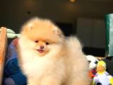 Ayı Surat Pomeranian Boo Yavrularımız