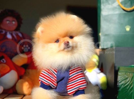 Aa Kalite Safkan  Pomeranian Oğlumuz görsel