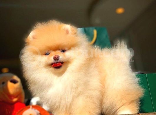 Aa Kalite Safkan  Pomeranian Oğlumuz
