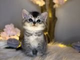 Bri̇ti̇sh Shorthai̇r Si̇lver Black Tabby