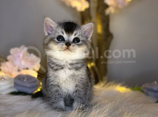 Bri̇ti̇sh Shorthai̇r Si̇lver Black Tabby görsel