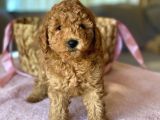 Her Renk Ve Ci̇nsi̇yet Toy Poodle Bebekler