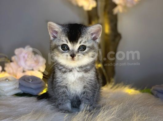 Bri̇ti̇sh Shorthai̇r Si̇lver Black Tabby