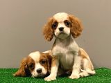 Dişi Ve Erkek King Charles Cavalier Yavrularımız