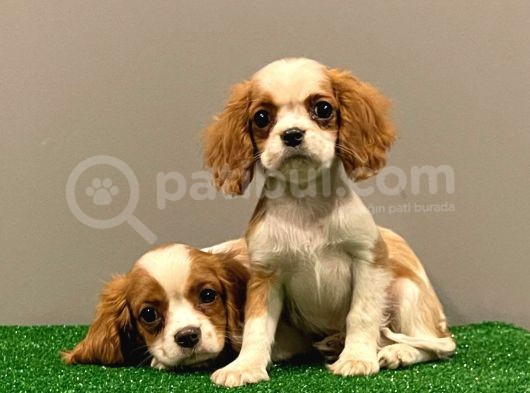 Dişi Ve Erkek King Charles Cavalier Yavrularımız görsel