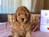 Her Renk Ve Ci̇nsi̇yet Toy Poodle Bebekler