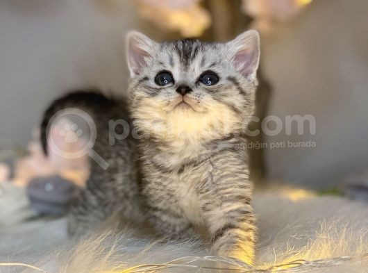 British Shorthair Silver Tabby görsel