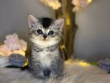 Bri̇ti̇sh Shorthai̇r Si̇lver Black Tabby