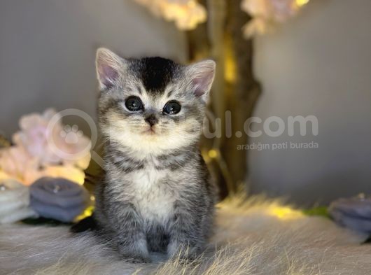 Bri̇ti̇sh Shorthai̇r Si̇lver Black Tabby görsel