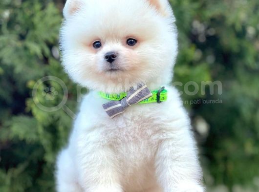 Boo Pomeranian Mini Boy Yavrular görsel