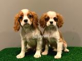 Dişi Ve Erkek King Charles Cavalier Yavrularımız