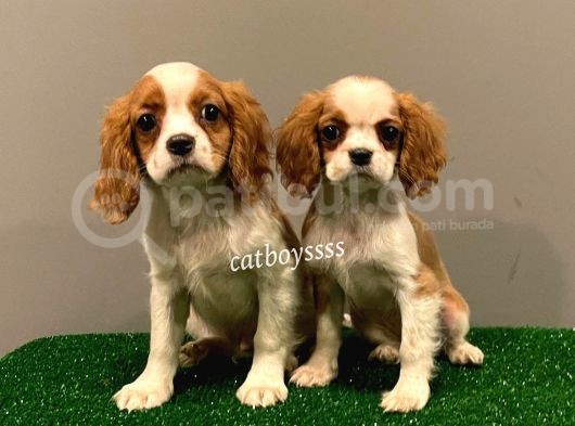 Dişi Ve Erkek King Charles Cavalier Yavrularımız görsel
