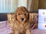 Her Renk Ve Ci̇nsi̇yet Toy Poodle Bebekler