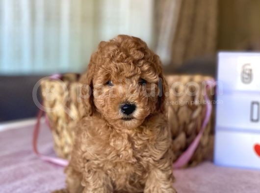 Her Renk Ve Ci̇nsi̇yet Toy Poodle Bebekler görsel
